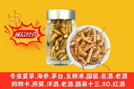 昭通市彝良回收散虫草