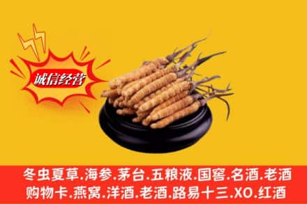 昭通市彝良名酒回收冬虫夏草.jpg